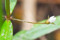 Candidate A - Flower and long stalk photo